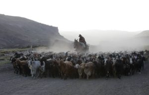 «Arreo» bajo el cielo de Bardas Blancas