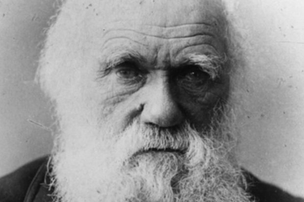 Darwin, Dios y la icneumónida